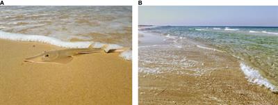 Characterising a potential nearshore nursery ground for the blackchin guitarfish (Glaucostegus cemiculus) in Ma’agan Michael, Israel